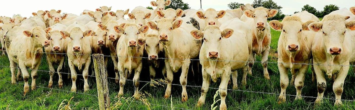 La Vache Tennis Prive Crux-la-Ville エクステリア 写真